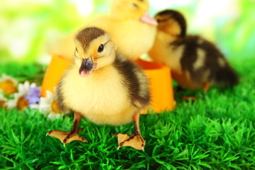 Cute ducklings with drinking bowl