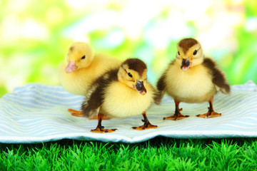 Cute ducklings on fabric, on green grass, on bright background