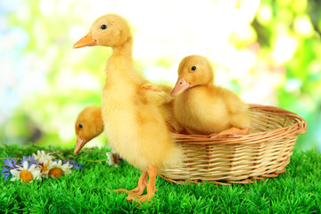 Cute ducklings in wicker basket,