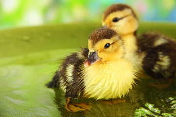 Cute ducklings swimming, on bright background
