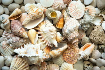 Background of sea shells