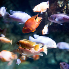 Photo of a tropical fish