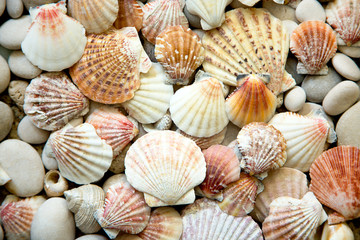 Background of sea shells