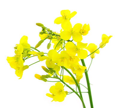 Bl&uuml;ten