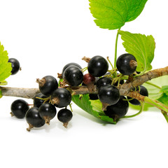 black currant on white background
