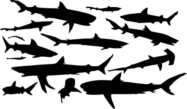 isolated shark silhouettes collection