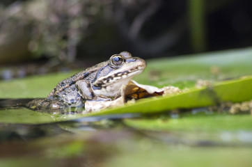 Grenouille
