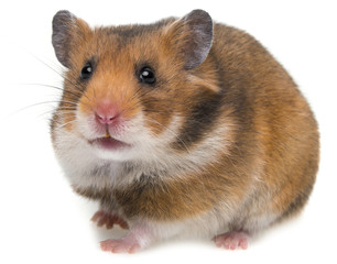 cute hamster isolated on a white background