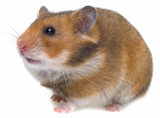 a cute hamster isolated on a white background