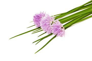 Fototapeta premium Chives flowers