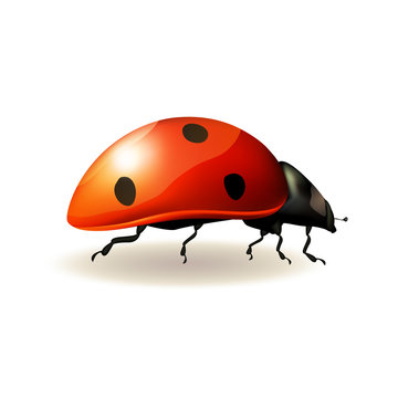 Ladybird. Vector illustration.