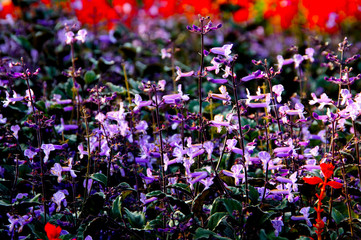spring blue flowers
