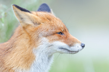 Fototapeta premium Red Fox