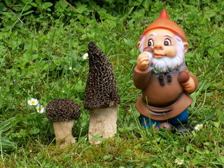Gartenzwerg mit echten Spitzmorcheln