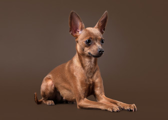 Russian toy terrier puppy on dark brown background