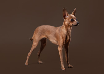 Russian toy terrier puppy on dark brown background