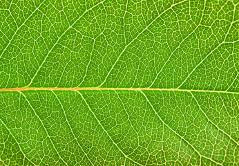 rose leaf