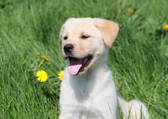 chiot dans l herbe