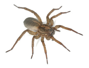Wolf spider isolated on white background, macro photo