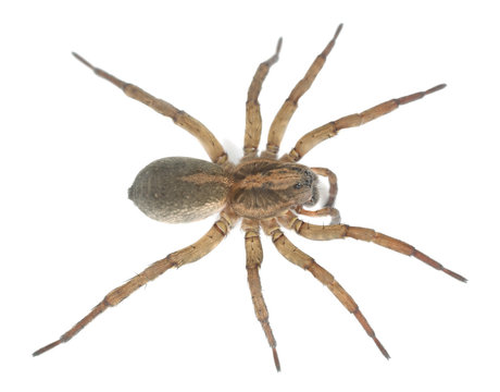 Wolf spider isolated on white background, macro photo