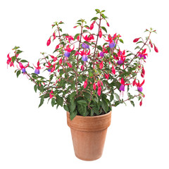 fuchsia plant