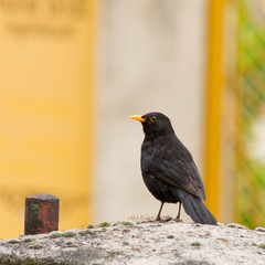 Amsel