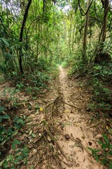 Rainforest trail