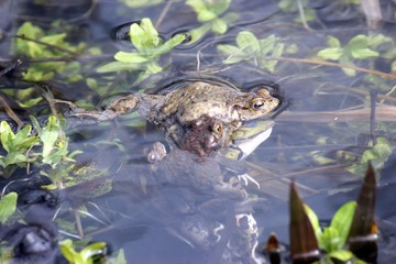 Fehlpaarung dreier Erdkrötenmännchen mit einem Teichfrosch