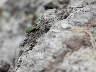 Feldsandläufer (Cicindela campestris)
