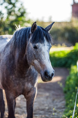 Front view of a horse starring calmly into camera