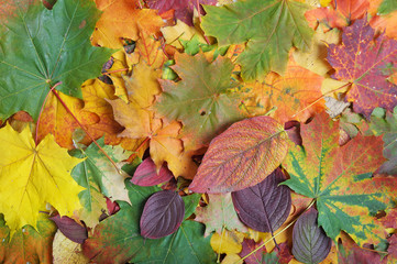 Autumn leaf