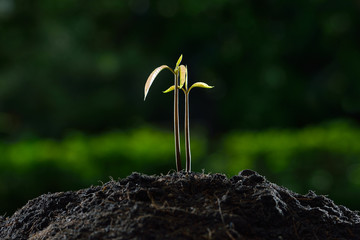 Young plant new life.(mango tree)