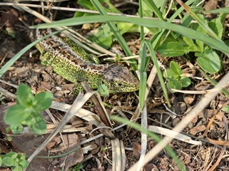 Männliche Zauneidechse im Versteck