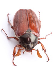 Male of cockchafer isolated on white