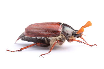 Male of cockchafer isolated on white