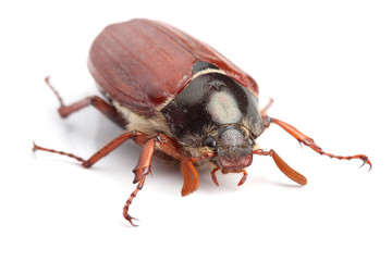 Male of cockchafer isolated on white