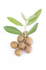 Olives with branch