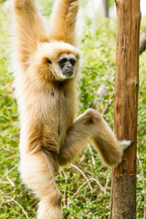 white-handed gibbon in chiangmai zoo chiangmai Thailand