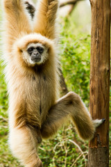 white-handed gibbon in chiangmai zoo chiangmai Thailand