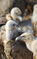 Three vultures