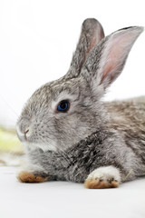 Gray rabbit