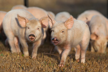 Piglets Running