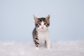 Fototapeta premium kitten walk