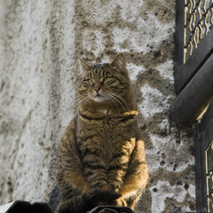 Fototapeta na wymiar Fluffy brown-red cat sitting near the wall in the sun