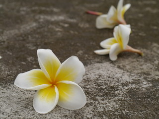 Fototapeta na wymiar White Frangipani flowers