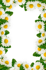 Daisies and green leaves frame