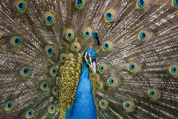 Obraz premium The male peacock (Pavo Linnaeus) with tail disclosed