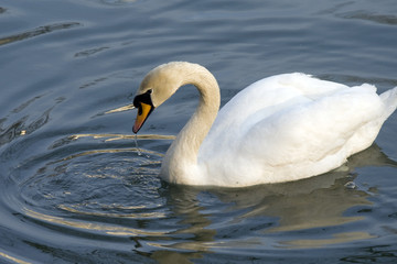 Naklejka premium One white swan