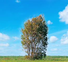 Obraz premium tree and clouds