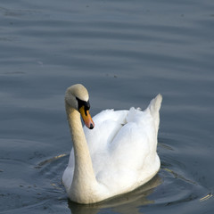 Obraz premium One white swan swimming in the lake water